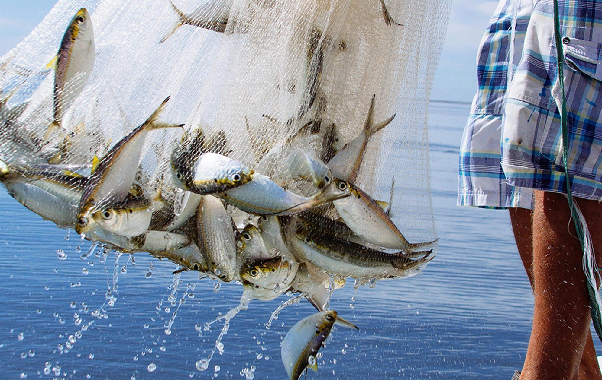 pesca_comercial